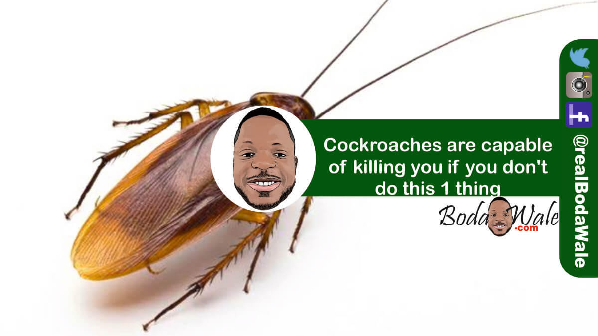 cockroach might kill you